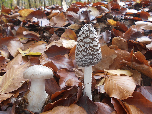 hnojník strakatý Coprinopsis picacea (Bull.) Redhead, Vilgalys & Moncalvo