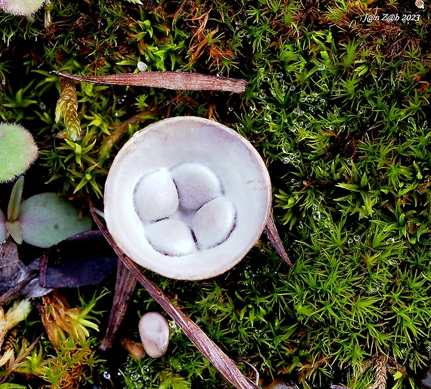 čiaškovec hladký Cyathus olla (Batsch) Pers.