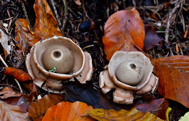 hviezdovka trojitá Geastrum triplex  Jungh.