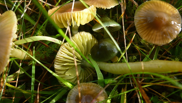 lúčnica žltozelená Gliophorus psittacinus (Schaeff.) Herink