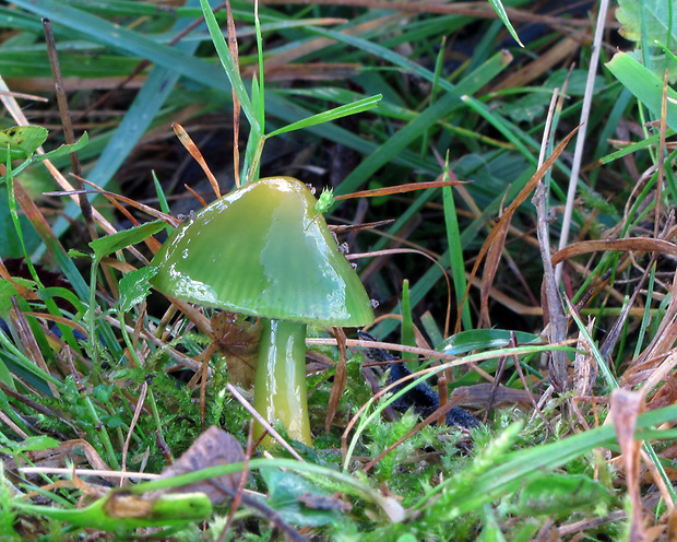 lúčnica žltozelená Gliophorus psittacinus (Schaeff.) Herink