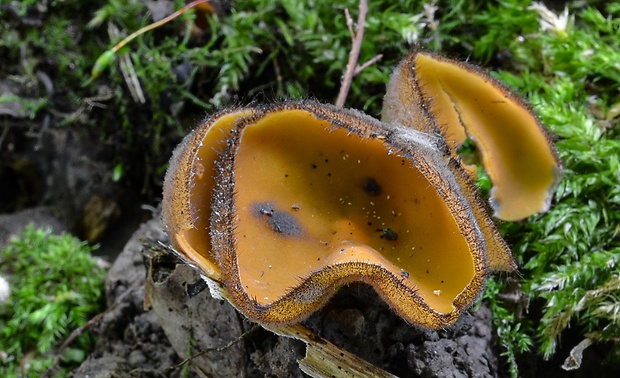 humária Humaria aurantia (Clem.) Häffner, Benkert & Krisai