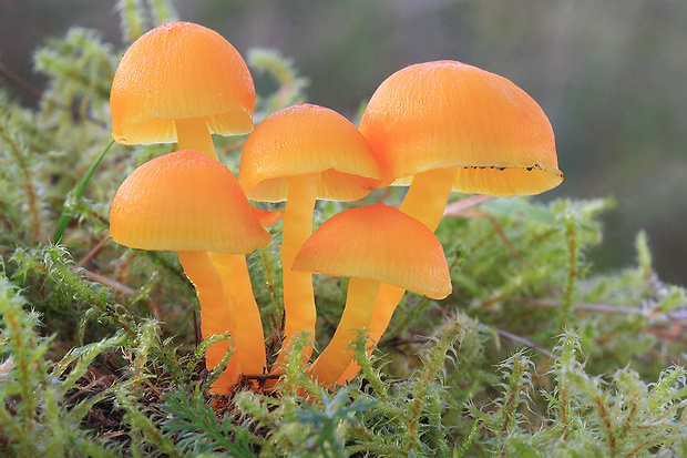 lúčnica vosková Hygrocybe ceracea (Wulfen) P. Kumm.