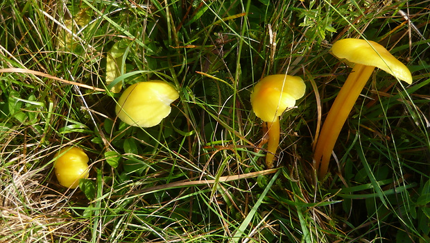 lúčnica citrónovožltá Hygrocybe chlorophana (Fr.) Wünsche