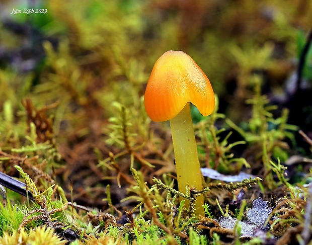 lúčnica Hygrocybe sp.