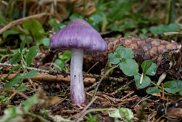 vláknica hlinovolupeňová Inocybe geophylla (Bull.) P. Kumm.