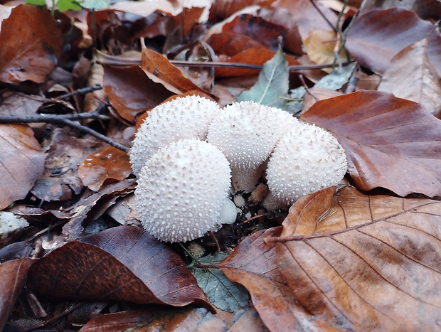 prášnica bradavičnatá Lycoperdon perlatum Pers.