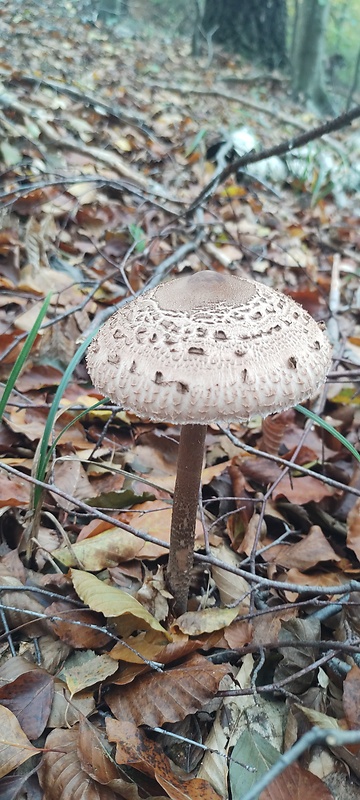 bedľa Macrolepiota sp.