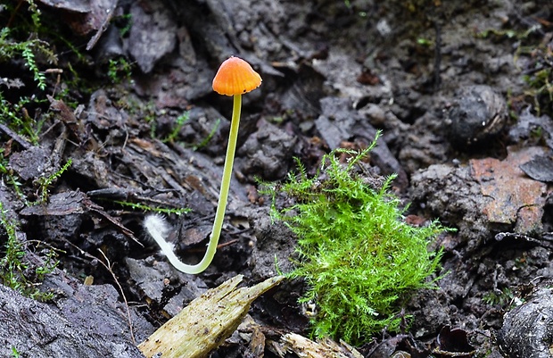 prilbička ihličková Mycena acicula (Schaeff.) P. Kumm.