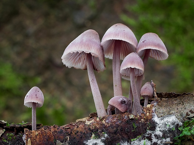 prilbička krvavomliečna Mycena haematopus (Pers.) P. Kumm.