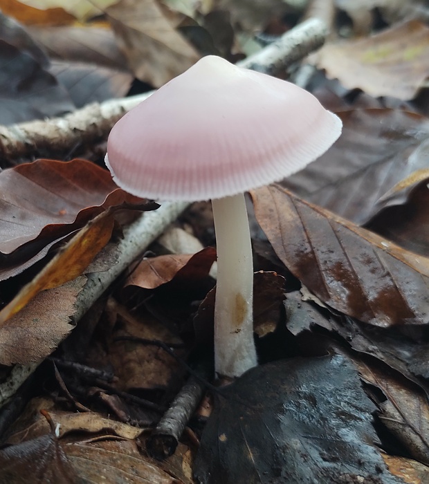 prilbička ružovkastá Mycena rosea Gramberg