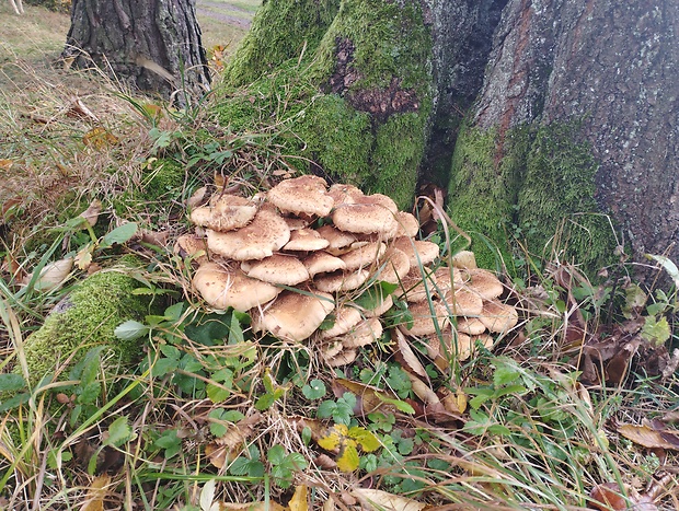 šupinovka Pholiota spumosa (Fr.) Singer