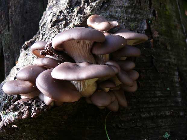 hliva ustricovitá Pleurotus ostreatus (Jacq.) P. Kumm.