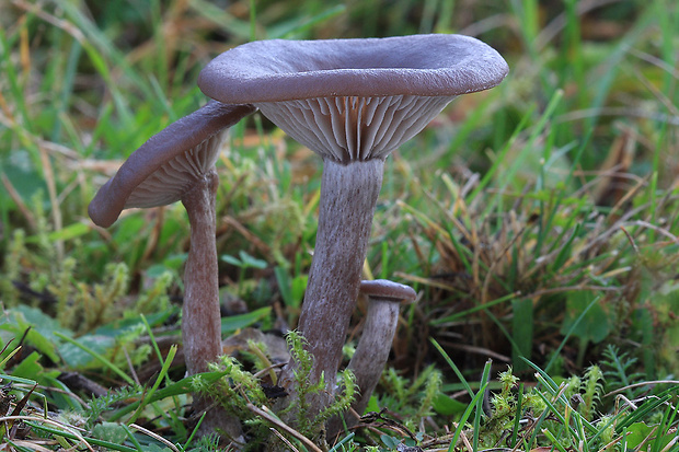 strmulica čiaškovitá Pseudoclitocybe cyathiformis (Bull.) Singer