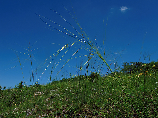 kavyľ vláskovitý Stipa capillata L.