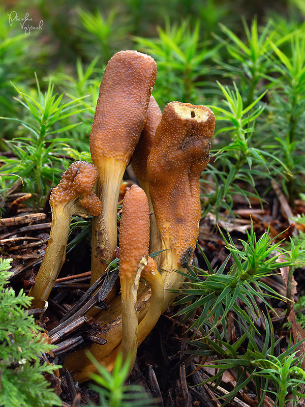 žezlovka srnková Tolypocladium ophioglossoides (J.F. Gmel.) Quandt, Kepler & Spatafora