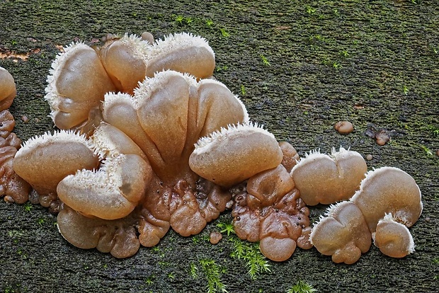 uchovka pásikavá Auricularia mesenterica (Dicks.) Pers.