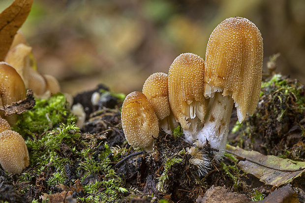 hnojník ligotavý Coprinellus micaceus (Bull.) Vilgalys, Hopple & Jacq. Johnson