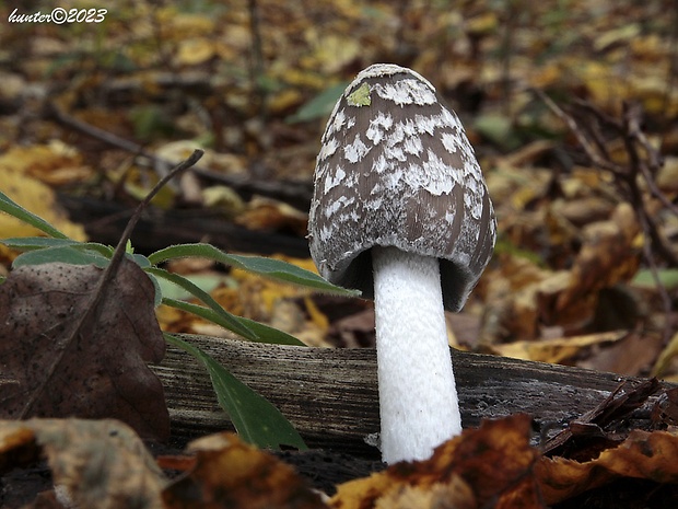 hnojník strakatý Coprinopsis picacea (Bull.) Redhead, Vilgalys & Moncalvo