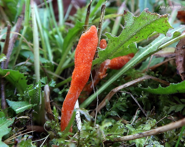 žezlovka hmyzová Cordyceps militaris (Fr.) Link