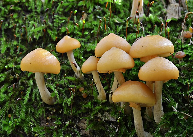 kapucňovka okrovohnedastá Galerina marginata (Batsch) Kühner