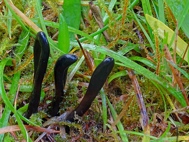 jazýček Glutinoglossum sp.