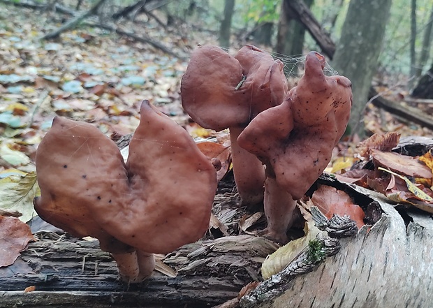 ušiak mitrovitý Gyromitra infula (Schaeff.) Quél.