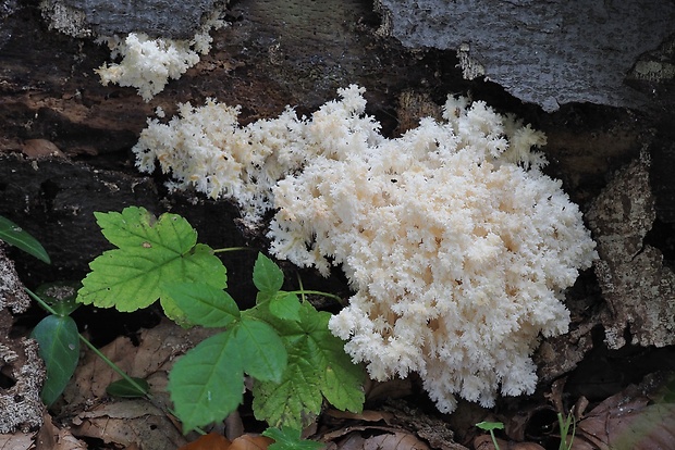 koralovec bukový Hericium coralloides (Scop.) Pers.