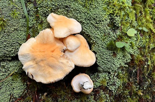 jelenka poprehýbaná Hydnum repandum L.