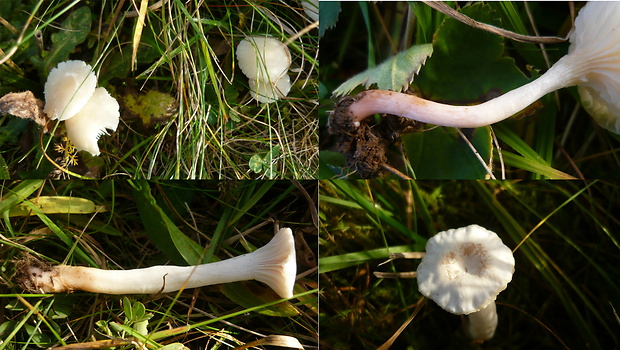 lúčnica juchtová Hygrocybe russocoriacea (Berk. & T.K. Mill.) P.D. Orton & Watling