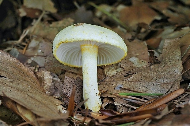 šťavnačka žltovločkatá Hygrophorus chrysodon (Batsch) Fr.