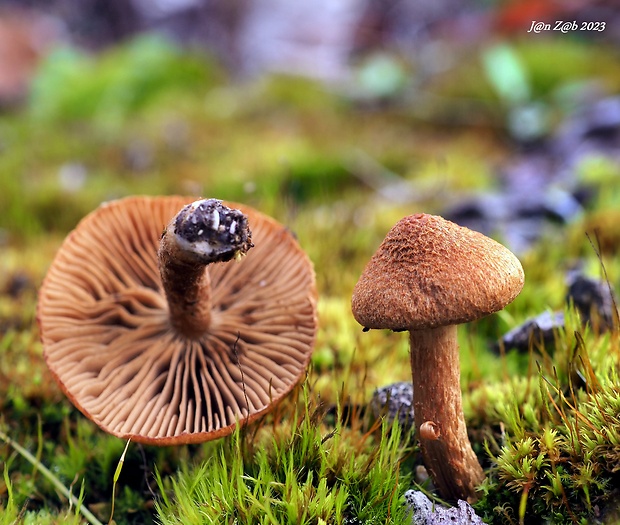 vláknica Inocybe sp.