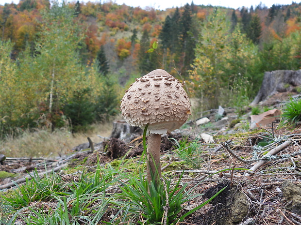 bedľa vysoká Macrolepiota procera (Scop.) Singer