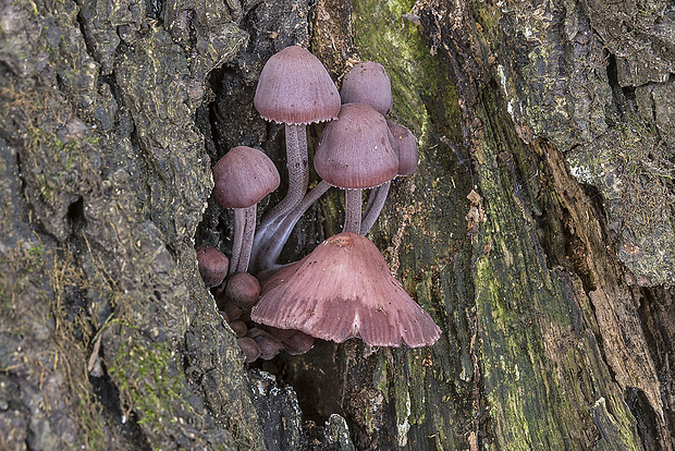 prilbička krvavomliečna Mycena cf. haematopus (Pers.) P. Kumm.