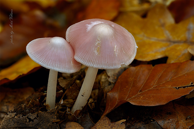 prilbička ružovkastá Mycena rosea Gramberg