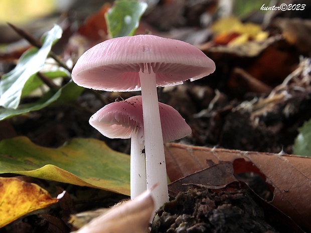 prilbička ružovkastá Mycena rosea Gramberg