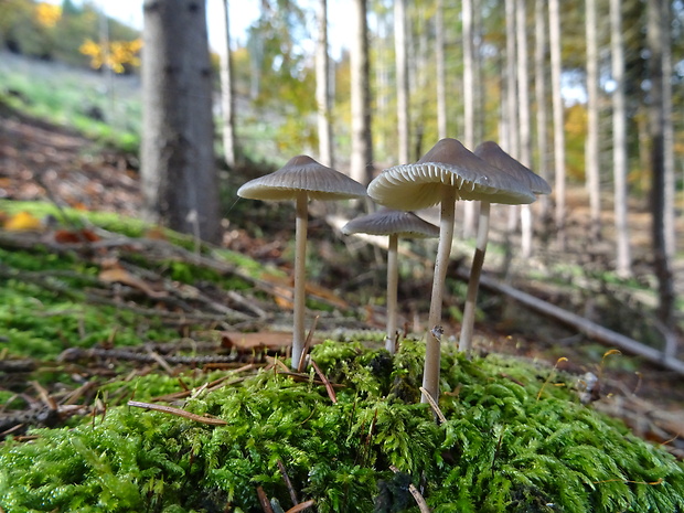 prilbička Mycena sp.