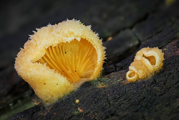 hlivník hniezdovitý Phyllotopsis nidulans (Pers.) Singer