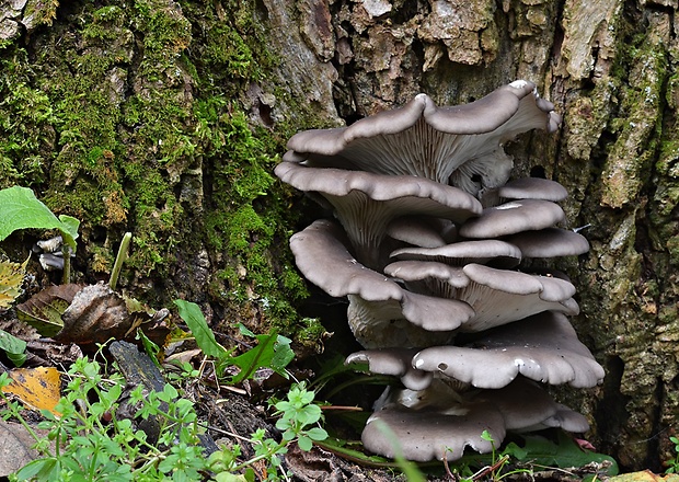 hliva ustricovitá Pleurotus ostreatus (Jacq.) P. Kumm.