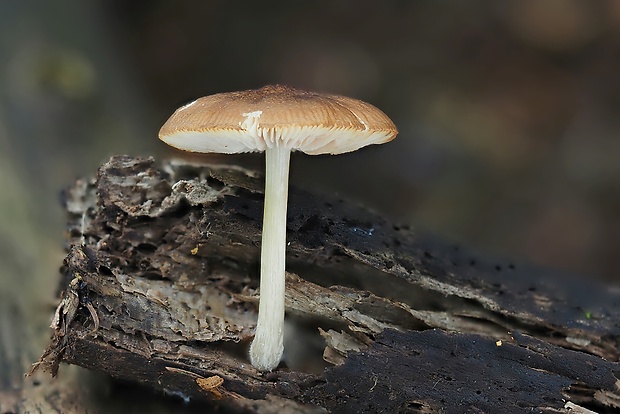 štítovka Pluteus sp.