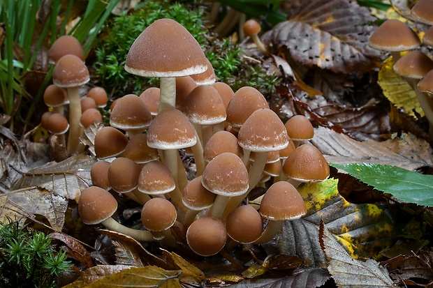 drobuľka vodomilná Psathyrella piluliformis (Bull.) P.D. Orton