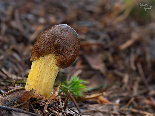 žezlovka hlavičkatá Tolypocladium capitatum (Holmsk.) Quandt, Kepler & Spatafora