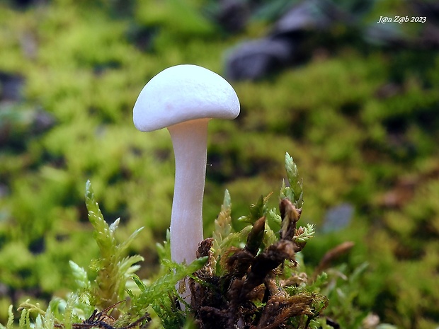 čírovka biela Tricholoma album (Schaeff.) P. Kumm.