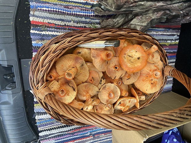 rýdzik pravý Lactarius deliciosus (L.) Gray