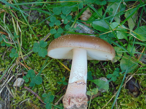 muchotrávka Amanita sp.