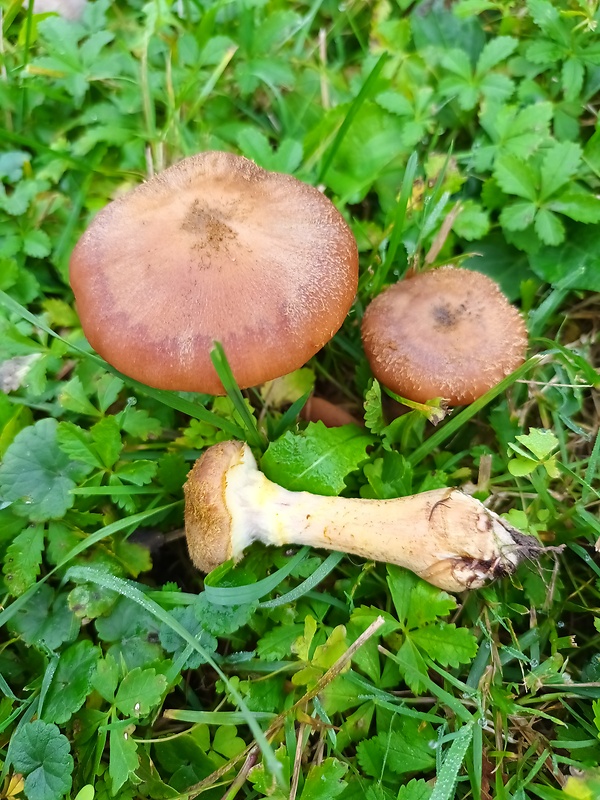 podpňovka žltá Armillaria gallica Marxm. & Romagn.