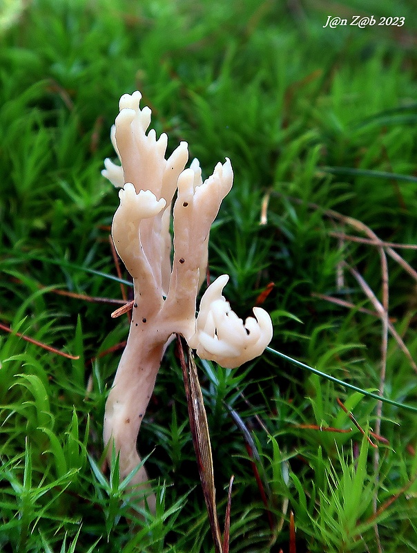 konárovka popolavá Clavulina cinerea (Bull.) J. Schröt.