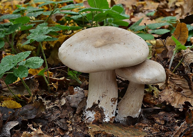 strmuľka inovaťová Clitocybe nebularis (Batsch) P. Kumm.