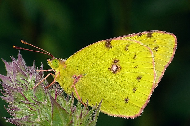 žltáčik ranostajový (sk) / žluťásek čičorečkový (cz) Colias hyale (Linnaeus, 1758)