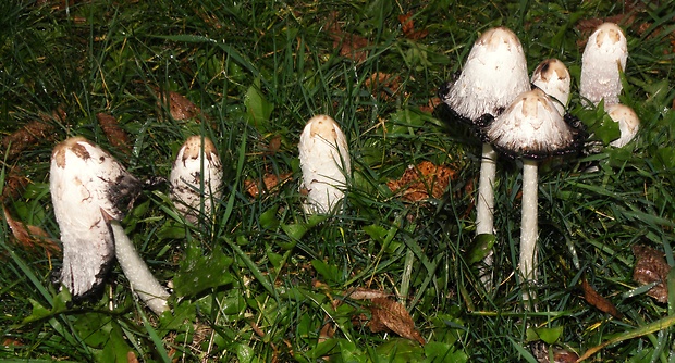 hnojník obyčajný Coprinus comatus (O.F. Müll.) Pers.